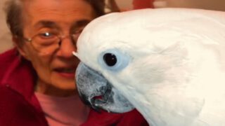 Cockatoo Falls in Love With Grandma Barbara