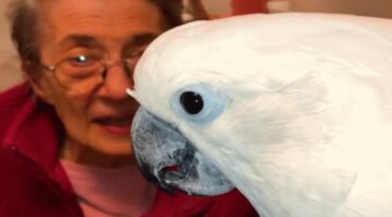 Cockatoo Falls in Love With Grandma Barbara