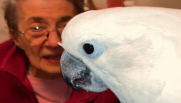 Cockatoo Falls in Love With Grandma Barbara