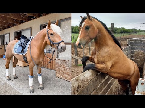 Cute and Funny Horse Videos