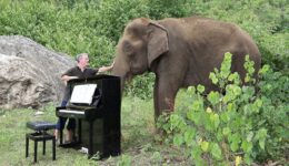 Debussy “Clair de Lune” on Piano for 80 Year Old Elephant