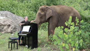 Debussy “Clair de Lune” on Piano for 80 Year Old Elephant