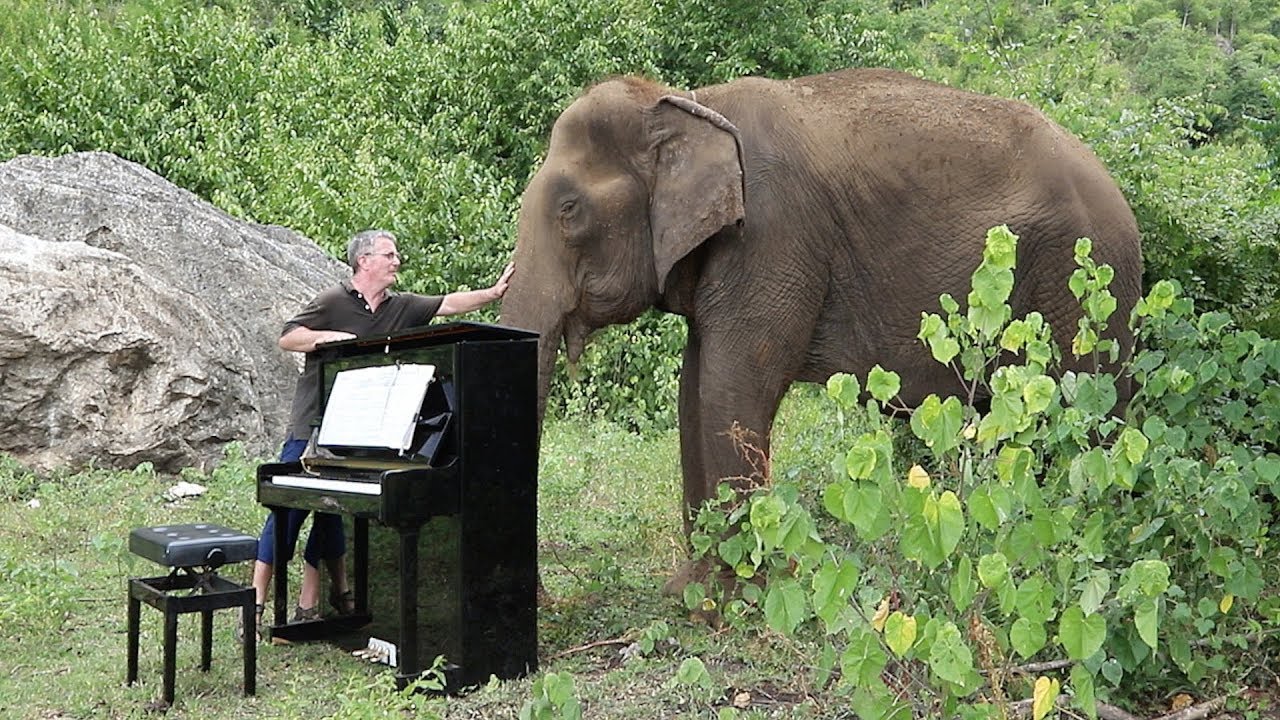 Debussy “Clair de Lune” on Piano for 80 Year Old Elephant