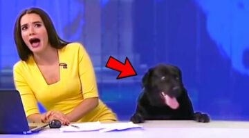 Funniest Animal Bloopers On Live TV