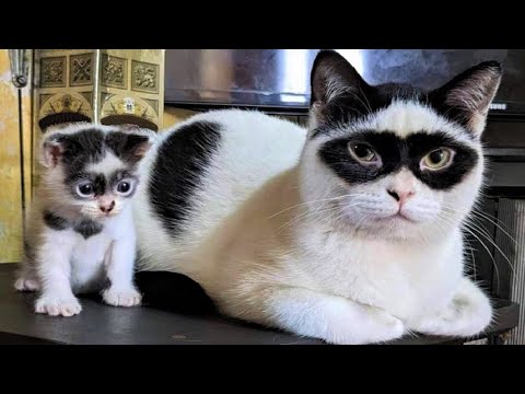 Funny animals – Funny cats / dogs – Funny animal videos 217