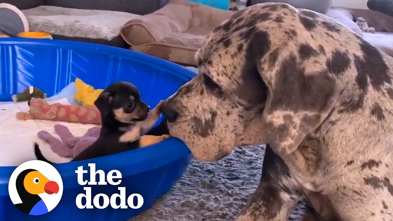 Giant Great Dane Has Raised Hundreds of Tiny Puppies and Kittens