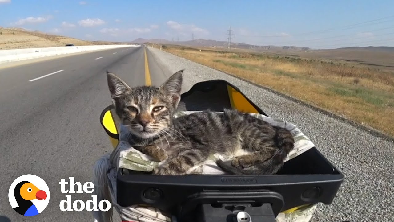 Girls On a Long Bike Trip Pick Up a Stray Kitten