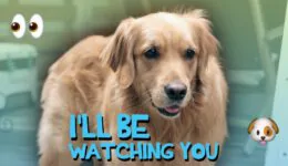 I’ll Be Watching You (I’ll Be Missing You Parody)