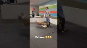 Intense Dog Race