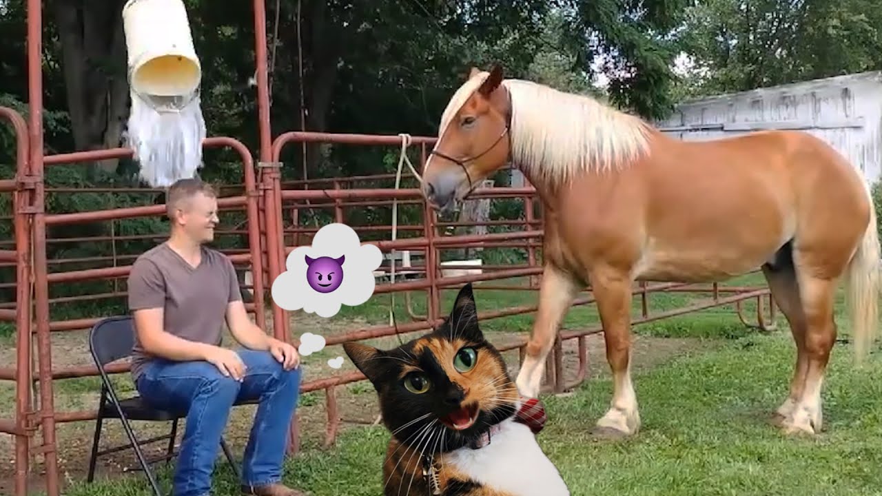 Judgy Cat Has Thoughts On These Hilarious Horses!