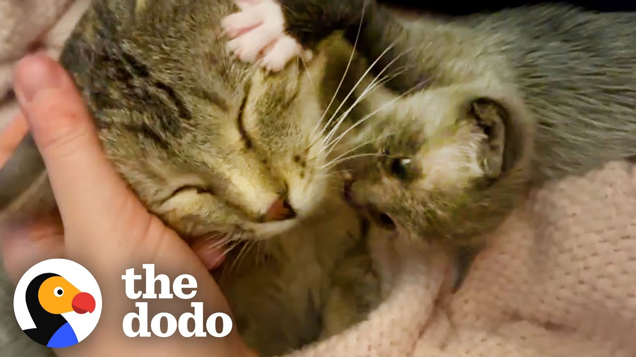 Kitten Left Without a Home is Adopted by One Special Momma