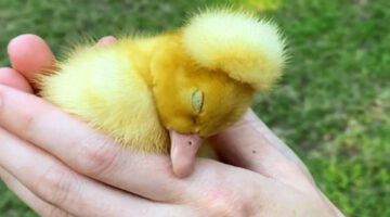 No one wanted this special needs duck. Then this woman took him home.