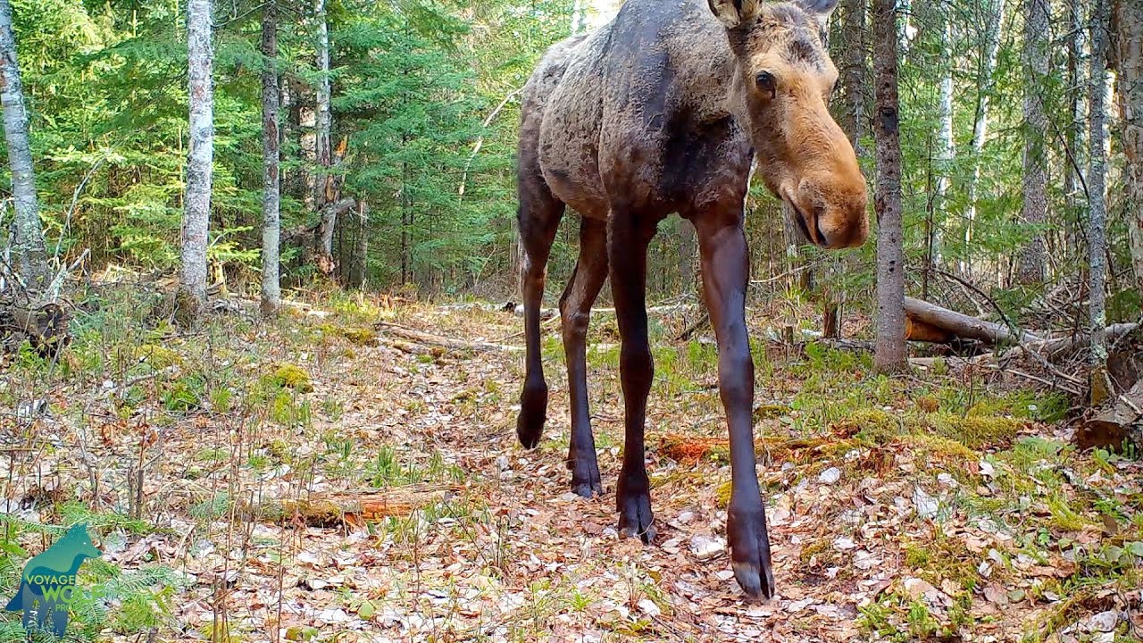 The Beauty of the Northwoods of Voyageurs