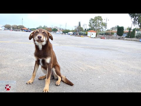 The Stray Dog That Believed in the Goodness of People