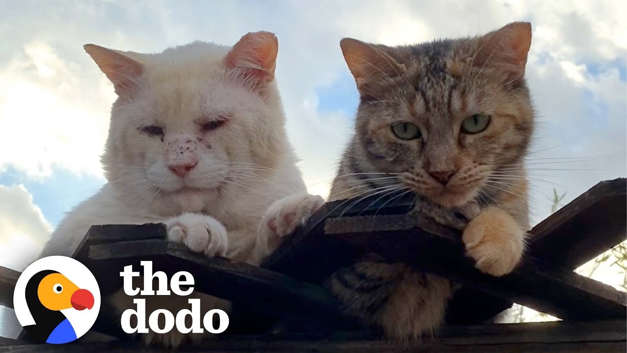 These Two Feral Cats Will Restore Your Faith In True Love