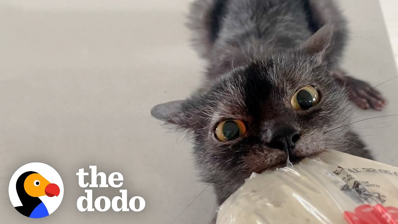 This Cat Is Obsessed With Bread And Loves To Steal Food Whenever He Can