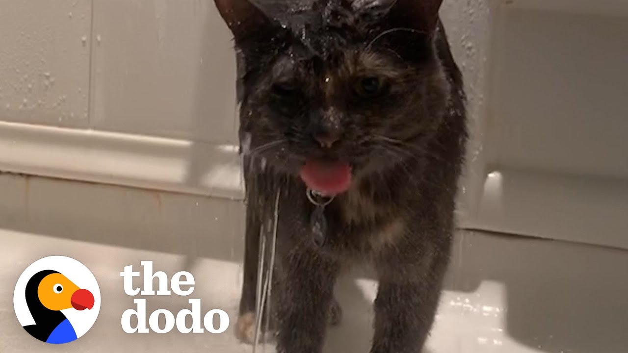 This Cat’s Favorite Activity Is Showering With Mom