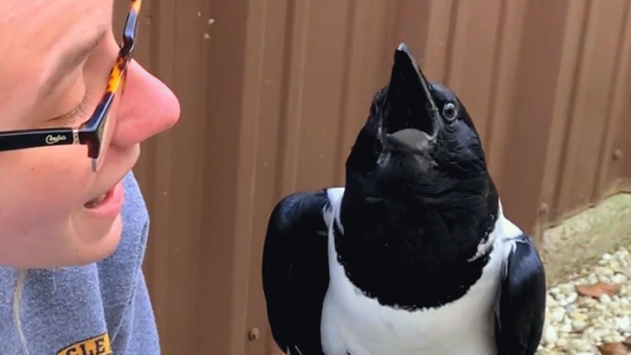 This Crow Seems Convinced He’s a Tiny Human