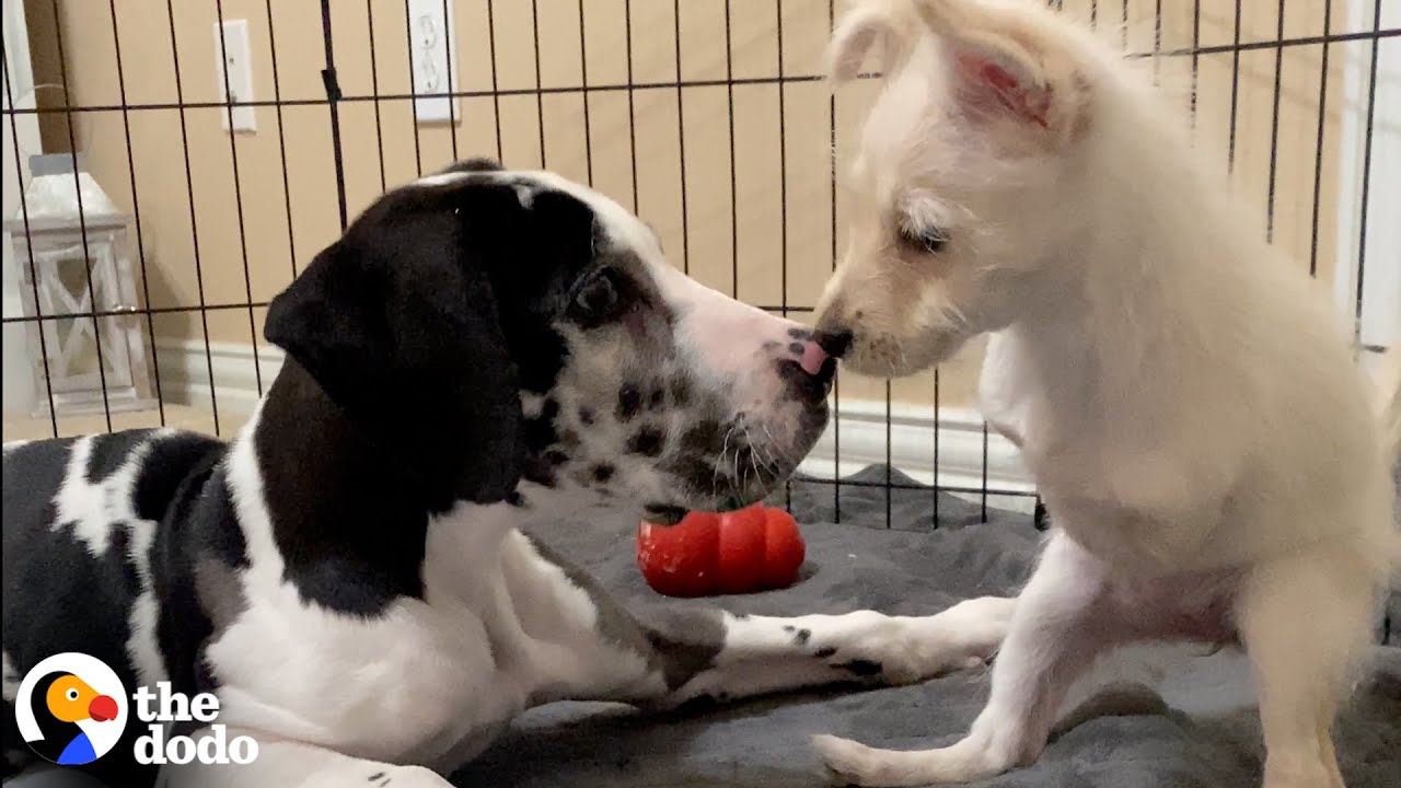 Two-Legged Puppy Was So Lonely Until She Met The Perfect Match