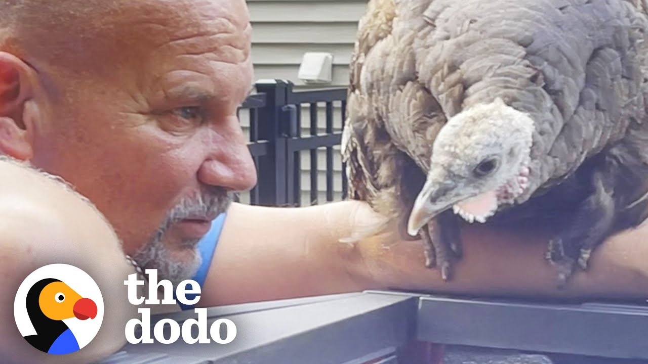 Wild Turkey Adopts Human Family So They Build Her A Home!