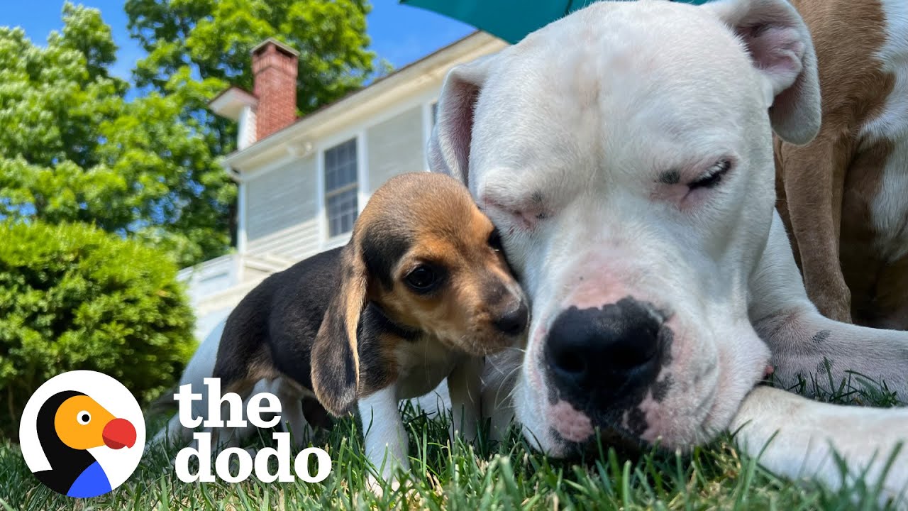 100-Pound Dog Is The Perfect Nanny To Tiny Beagle Puppies