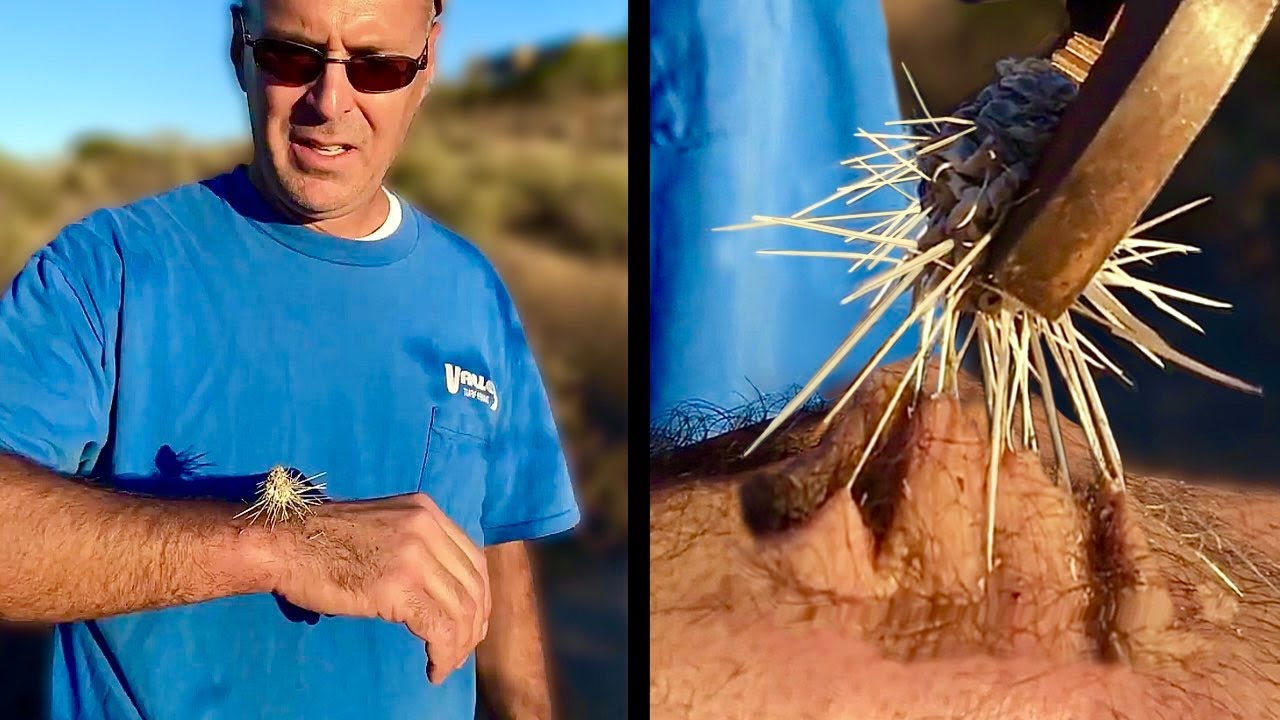 A Really Sticky Cactus