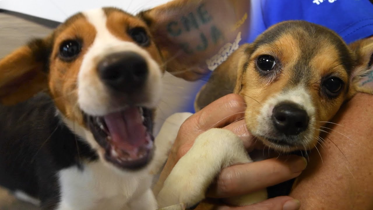 Beagles Play After Release From Research Breeding Facility (4,000 Beagles)