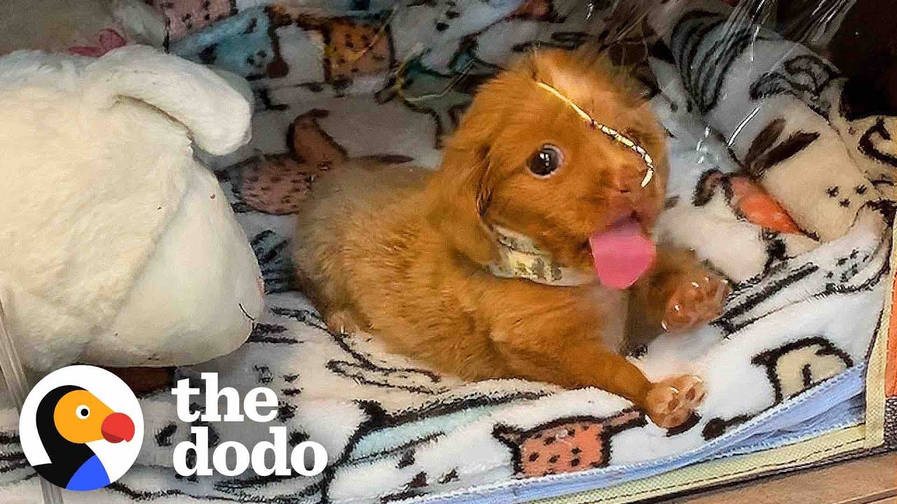 ‘Bubble Puppy’ Decides She’s Ready To Live In The World