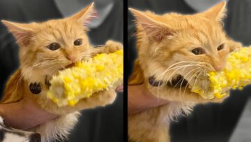 Cat Can’t Stop Eating Corn