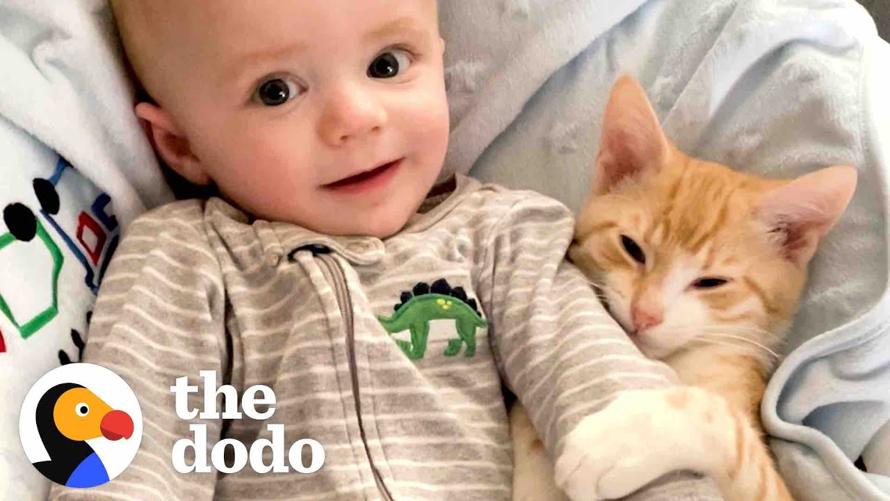 Cat Obsessed With Baby Brother Thinks He’s Also A Baby