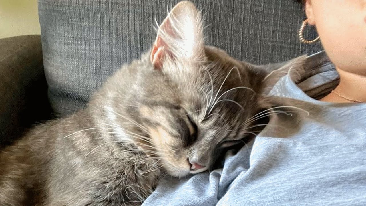 Dog Person Is Shocked When Her First Cat Turns Out to Be Affectionate