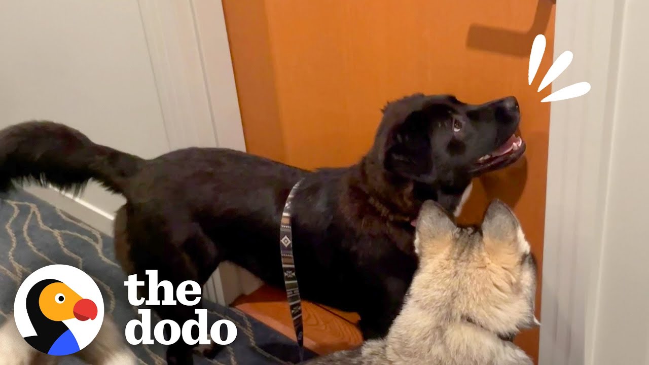 Dog Sprints Over To Knock On Her BFFs Door Every Night To Play