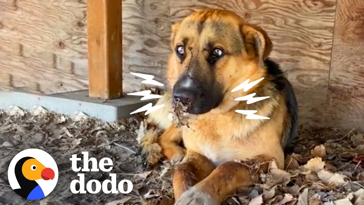 Dog Stuck Under Deck With Porcupine Quills On His Face Looks So Different Now