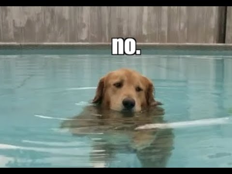 Dog Will Not Get Out of the Pool