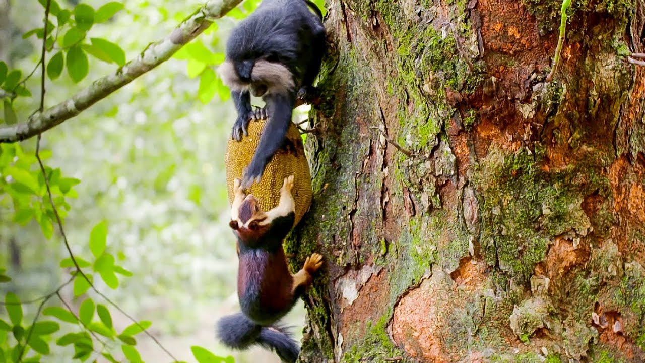 Face-Slapping Food Thieves of Southern India