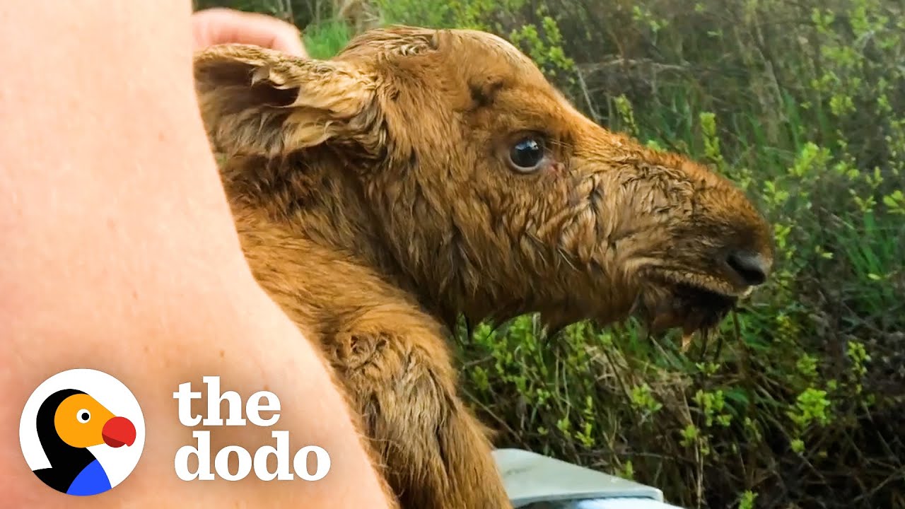 Fishermen Save Baby Moose From Drowning