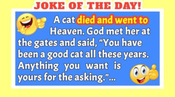 Funny Joke: A Cat in Heaven