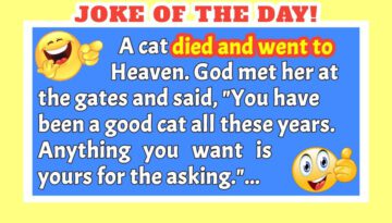 Funny Joke: A Cat in Heaven