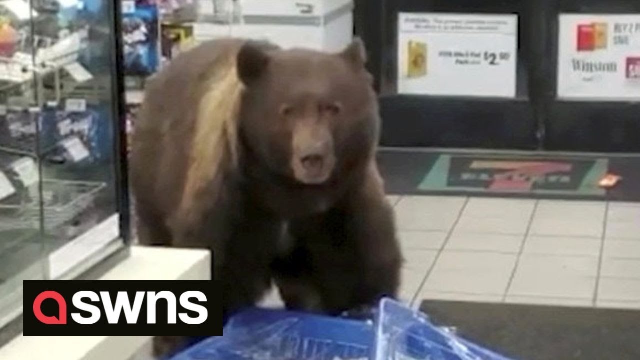 Huge Brown Bear at a Convenience Store