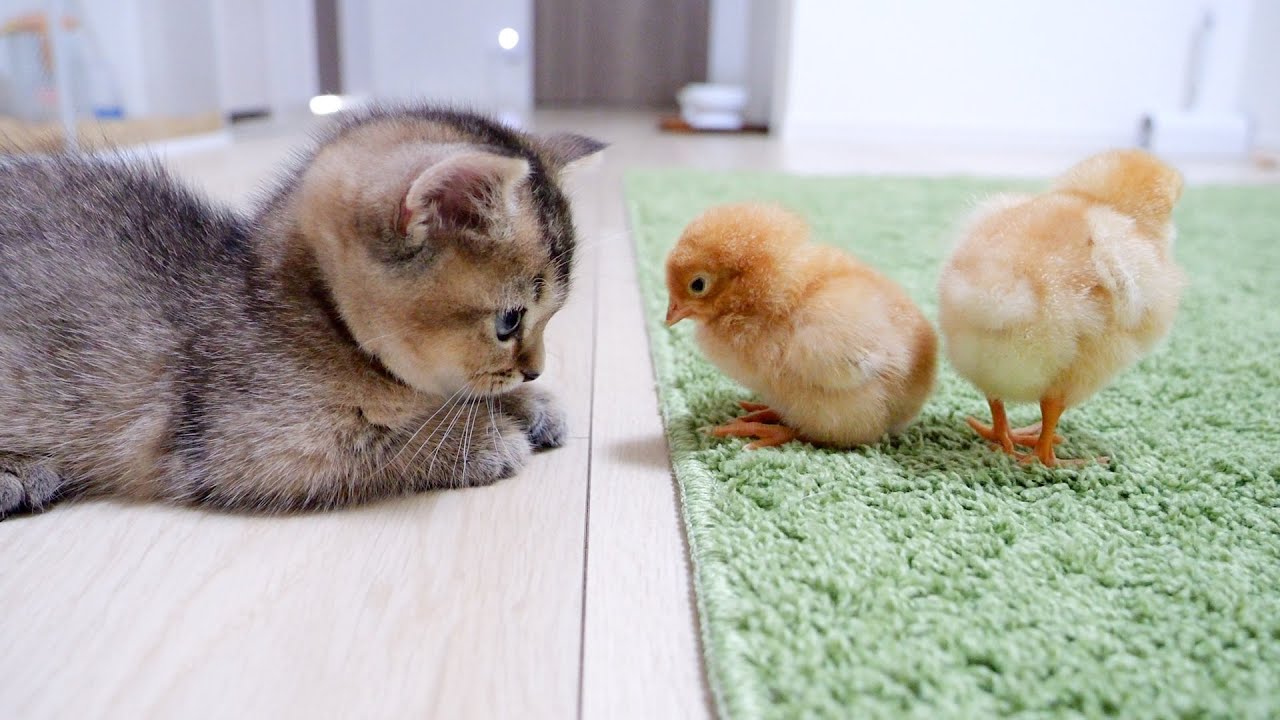 Kiki the Kitten Greet Tiny Baby Chicks for the First Time