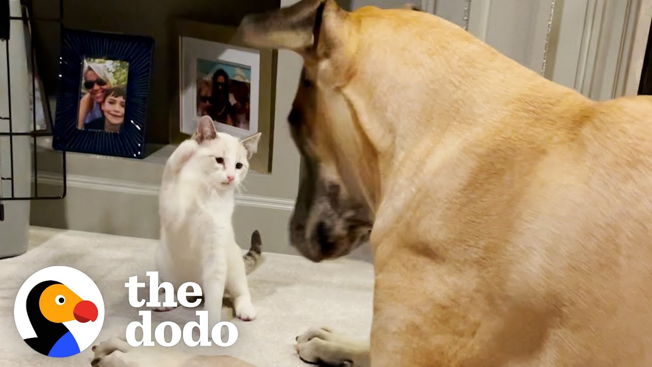 Kitten Steals Great Dane’s Bed And Tries To Eat Out Of His Bowl