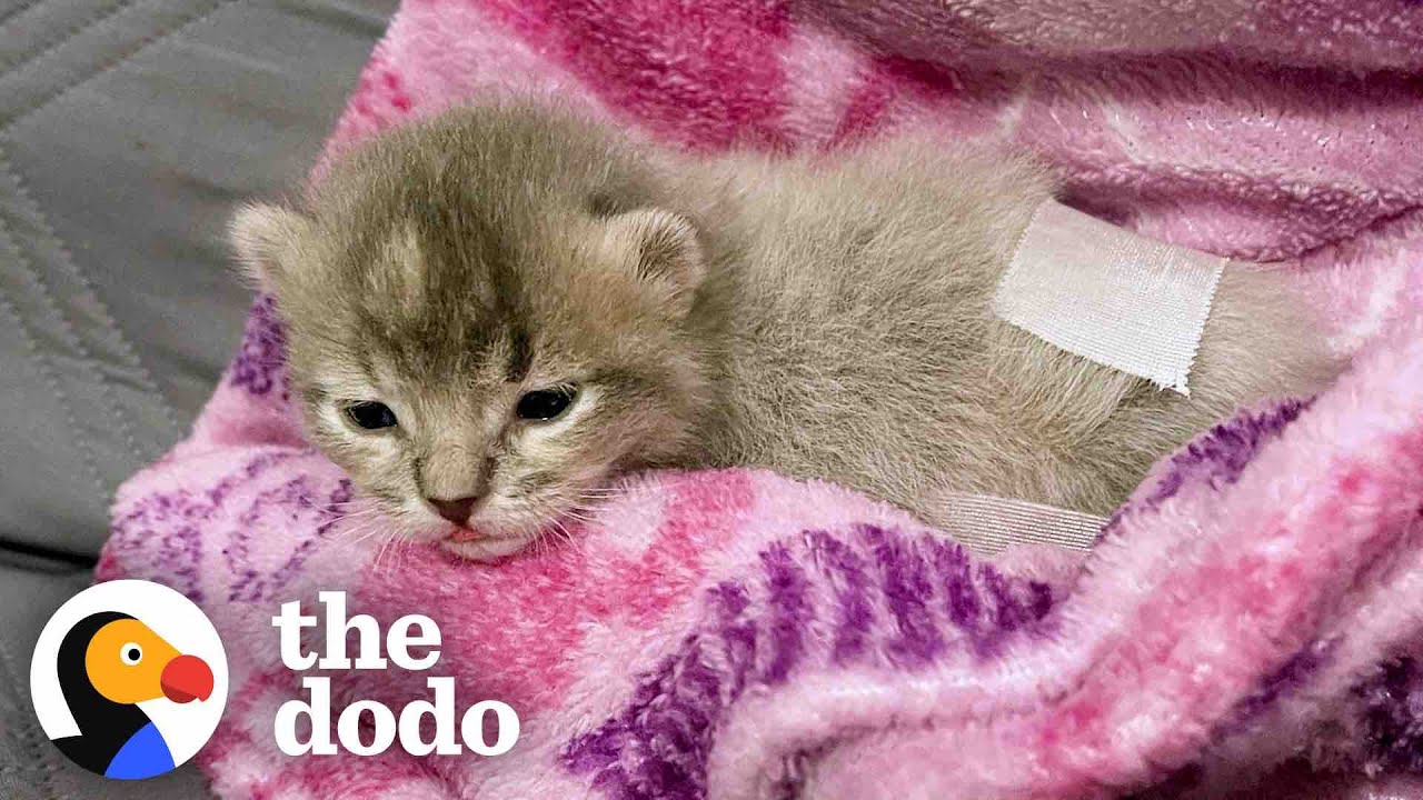 Kitten Who Could Only Scoot Learns To Walk