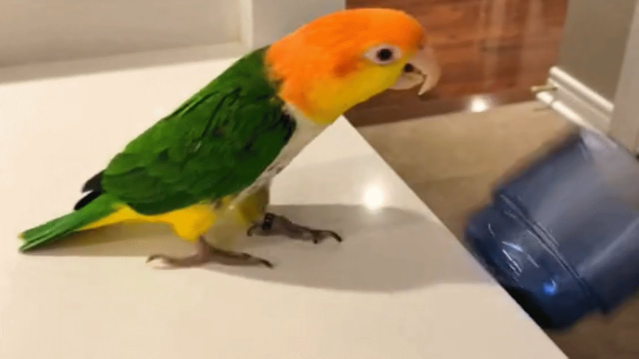 Man brings home a parrot. Now he can’t use his kitchen counter.