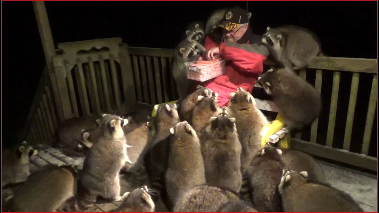 Mobbed by 25 Raccoons