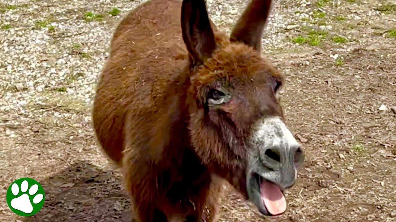 Monte the Singing Donkey