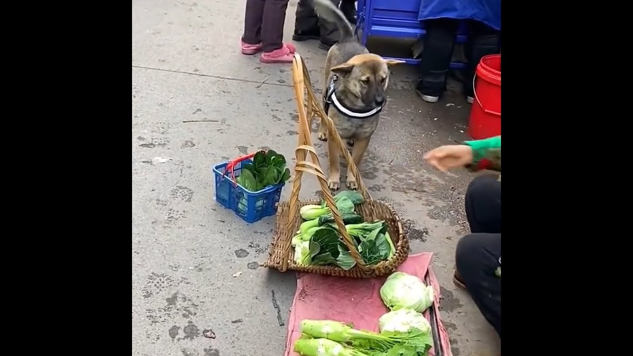 Smart Dog Goes Shopping at a Farmers Market