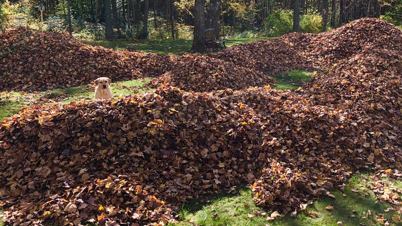 Stella the Dog Enjoys the Leaves