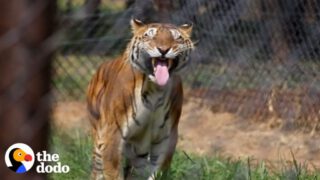 Tigers Freed From Abandoned Train Car After 15 Years