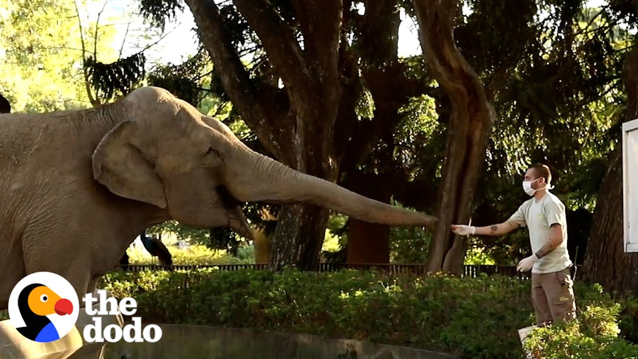 Two Elephants Freed From Concrete Pit After 20 Years