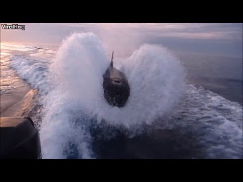 Watch the Astonishing Moment Orcas Chase a Fishermen’s Boat